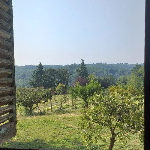 immagine che rappresenta il vigneto visto da una finestra