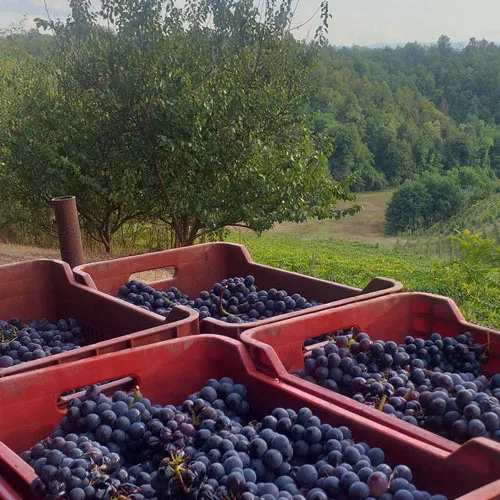 immagine che rappresenta il proprietrio dell'azienda mentre cura il vino
